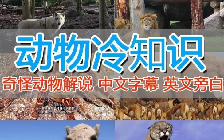 外面卖1699的国外纪录片解说（动物解说、美食、动画片）稳过中视频-大兵轻创资源库